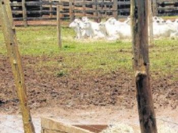 Animais próximos a áreas de despejo de resíduos da cana-de-açúcar são os mais prejudicados - Foto: Ouro Fino saúde animal