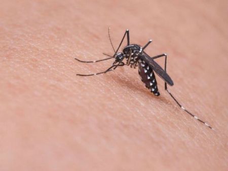 Mosquito Aedes Aegypti é transmissor de doenças como dengue, zika e chikungunya. - Reprodução